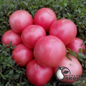 Насіння томату "1804" F1 250 с. Lark Seesd USA Насіння томату "1804" F1 250 с. Lark Seesd USA