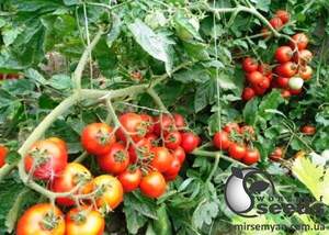 Насіння томату "Шаста" F1 10 000 с. Lark Seesd USA Насіння томату "Шаста" F1 10 000 с. Lark Seesd USA