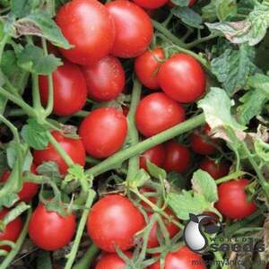 Насіння томату Насіння томату
