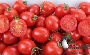 Насіння томату 
