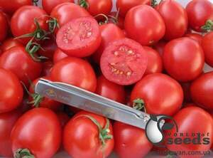 Насіння томату "1510" F1 5000 с. Lark Seesd USA