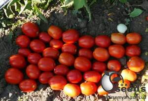 Насіння томату "1509" F1 5000 с. Lark Seesd USA