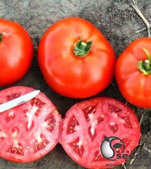 Насіння томату "1504" F1 500 с. Lark Seesd USA