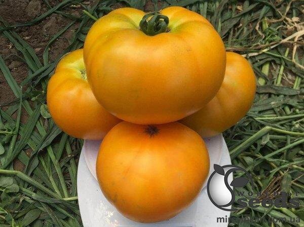 Насіння томату "Світ Сан" F1 500 с. Lark Seesd USA Насіння томату "Світ Сан" F1 500 с. Lark Seesd USA