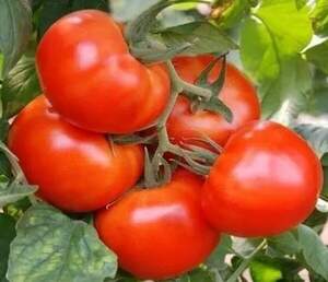 Насіння томату Мобіл 0,25 кг. Lark Seesd USA
