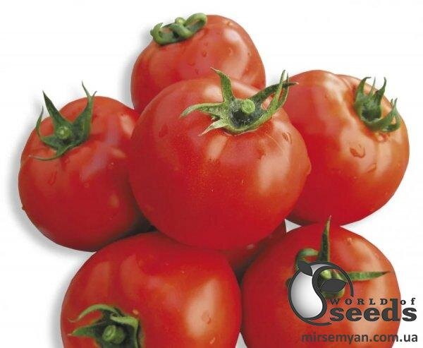 Насіння томату "Корал" 0,25 кг. Lark Seesd USA Насіння томату "Корал" 0,25 кг. Lark Seesd USA