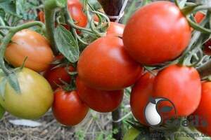 Насіння томату "Ріо Фуєго" 0,5 кг. Lark Seesd USA