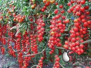 Насіння томату "Френзі" F1 1000 с. Lark Seesd USA