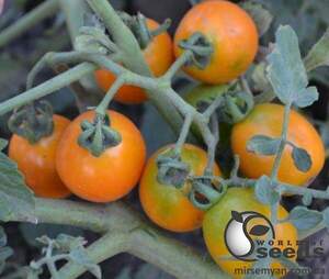 Насіння томату "Оранж Олів" F1 1000 с. Lark Seesd USA Насіння томату "Оранж Олів" F1 1000 с. Lark Seesd USA