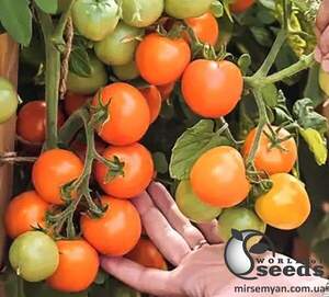 Насіння томату "Оранж Олів" F1 1000 с. Lark Seesd USA Насіння томату "Оранж Олів" F1 1000 с. Lark Seesd USA