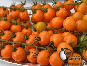 Насіння томату "Оранж Олів" F1 1000 с. Lark Seesd USA Насіння томату "Оранж Олів" F1 1000 с. Lark Seesd USA