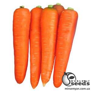 Насіння моркви 