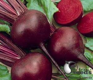 Насіння буряка 