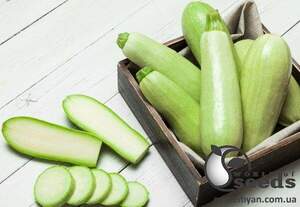 Насіння кабачка "Теренум" F1 500 с. Lark Seesd USA