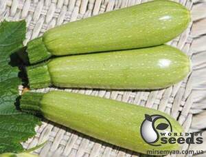 Насіння кабачка "Теренум" F1 500 с. Lark Seesd USA Насіння кабачка "Теренум" F1 500 с. Lark Seesd USA