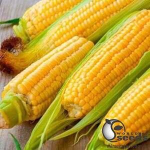 Сахарна кукурудза "Рання насолода" F1 2500 с. Lark Seesd USA Сахарна кукурудза "Рання насолода" F1 2500 с. Lark Seesd USA