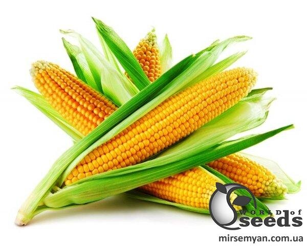 Сахарна кукурудза "Рання насолода" F1 25 000 с. Lark Seesd USA Сахарна кукурудза "Рання насолода" F1 25 000 с. Lark Seesd USA