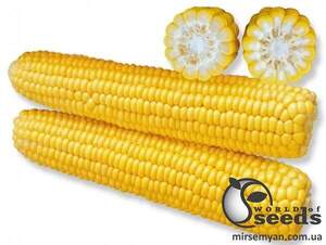 Сахарна кукурудза "Рання насолода" F1 25 000 с. Lark Seesd USA Сахарна кукурудза "Рання насолода" F1 25 000 с. Lark Seesd USA