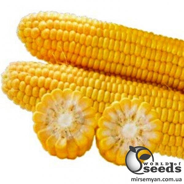 Сахарна кукурудза "1010" F1 2500 с. Lark Seesd USA Сахарна кукурудза "1010" F1 2500 с. Lark Seesd USA