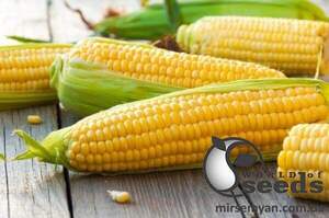 Сахарна кукурудза "1010" F1 25000 с. Lark Seesd USA