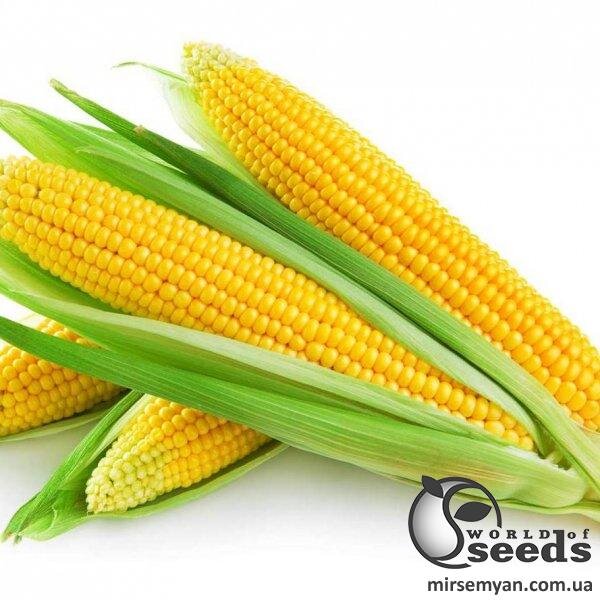 Сахарна кукурудза "Страйк (1525)" F1 25 000 с. Lark Seesd USA Сахарна кукурудза "Страйк (1525)" F1 25 000 с. Lark Seesd USA