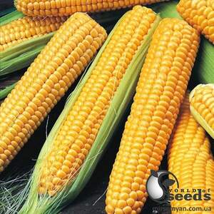 Сахарна кукурудза "Хаммер" F1 2500 с. Lark Seesd USA Сахарна кукурудза "Хаммер" F1 2500 с. Lark Seesd USA