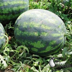 Насіння кавуна "Зенго" F1 1000 с. Lark Seesd USA