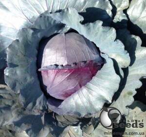 Насіння капусти червонокачанної Насіння капусти червонокачанної