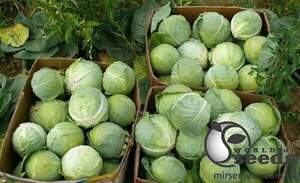 Насіння капусти "Пасадена" F1 1000 с. Lark Seesd USA