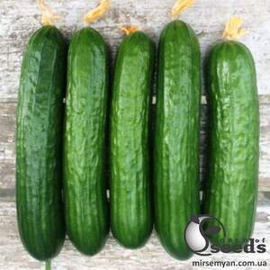 Насіння огірка "Базис" F1 1000 с. Lark Seesd USA