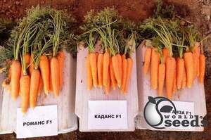 Морква "КАДАНС F1/KADANS F1" F1(1,6-1,8мм.) 100 000 с. Нунемс (Nunhems)