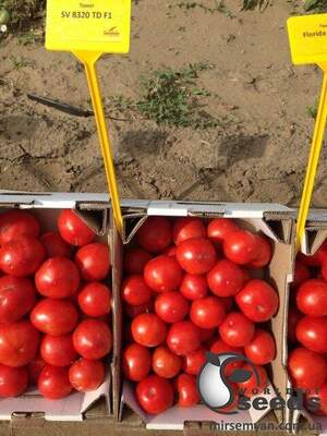 Томат "SV 8320 TD" F1 5000 с. Семініс, (Seminis)
