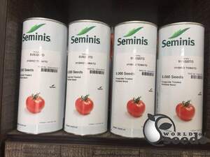 Томат "SV 8320 TD" F1 5000 с. Семініс, (Seminis)