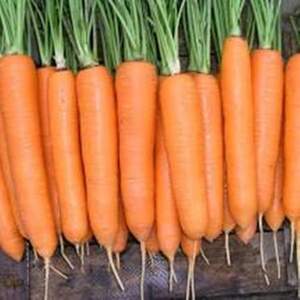 Морква "Елеганза" F1 (2,0-2,2) 100000 с. Нунемс (Nunhems)
