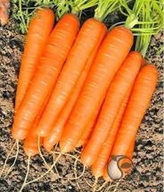 Морква Морква