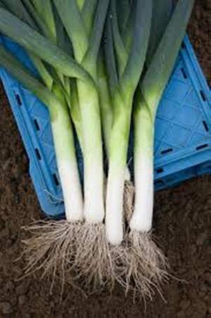 Цибуля порей "Кріптон" F1 10 000 с. (Nunhems)