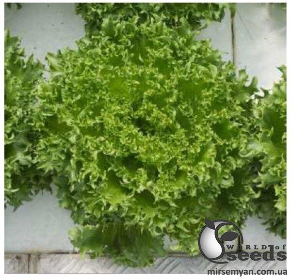 Салат Салат