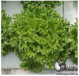 Салат "Данстар/Danstsr" 5000с, (Nunhems / Нюнемс)