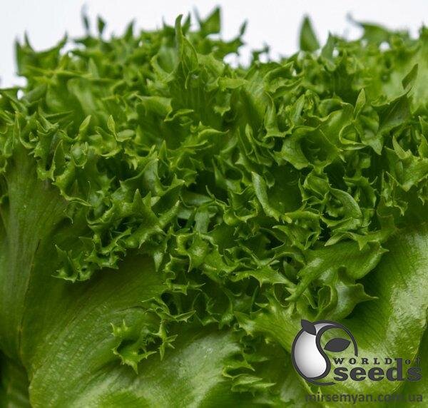 Салат  Салат