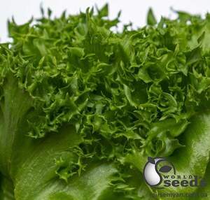 Салат "Фінстар/Finstar" 5000с, (Nunhems / Нюнемс)