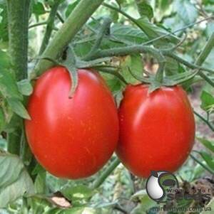 Томат "Н 6416" f1 F1 25000 семена Нунемс (Nunhems)