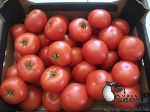 Томат "Інтерленд" F1 1000с. Нунемс (Nunhems) Томат "Інтерленд" F1 1000с. Нунемс (Nunhems)