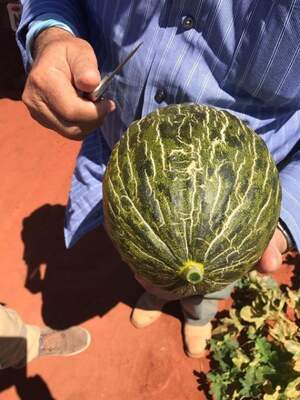 Диня "Долсура/ Dolsura (34-138)" 1000 с. Рік Цван, (Rijk Zwaan)