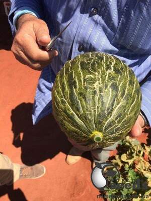 Диня "Долсура/ Dolsura (34-138)" 100 с. Рік Цван, (Rijk Zwaan)