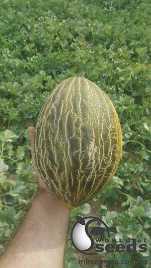 Диня "Долсура/ Dolsura (34-138)" 100 с. Рік Цван, (Rijk Zwaan)