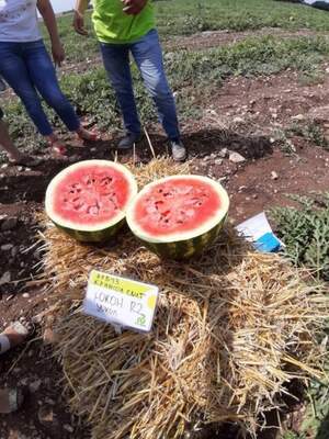 Кавун "Юкон F1/Yukon (62-214)" 1000 c. Рік Цван, (Rijk Zwaan)