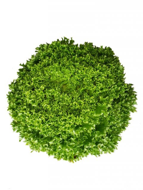 Салат "Лалик/Lalique RZ" 5000 с. Рік Цваан, (Rijk Zwaan) Салат "Лалик/Lalique RZ" 5000 с. Рік Цваан, (Rijk Zwaan)