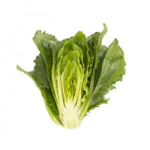 Салат "Веродіта (Verodita RZ)" 1 000 с. Рійк Цваан/(Rijk Zwaan)