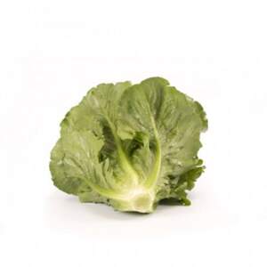 Салат "Веродіта (Verodita RZ)" 5 000 с. Рійк Цваан/(Rijk Zwaan)