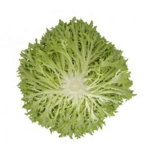 Салат "Екстемп (Extemp RZ)" 1 000 с. Рійк Цваан/(Rijk Zwaan)